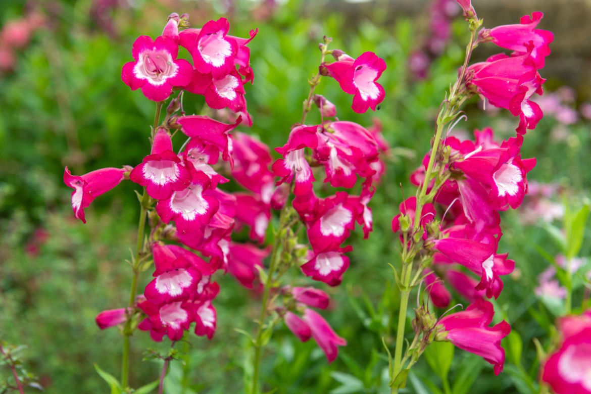 Penstemon 