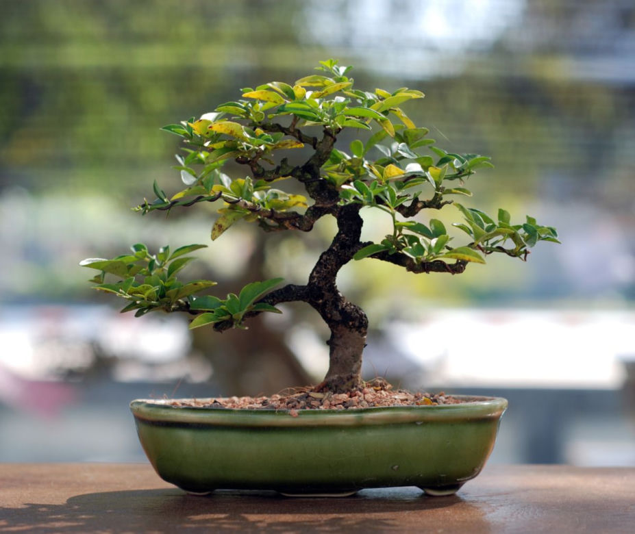 Drzewko bonsai