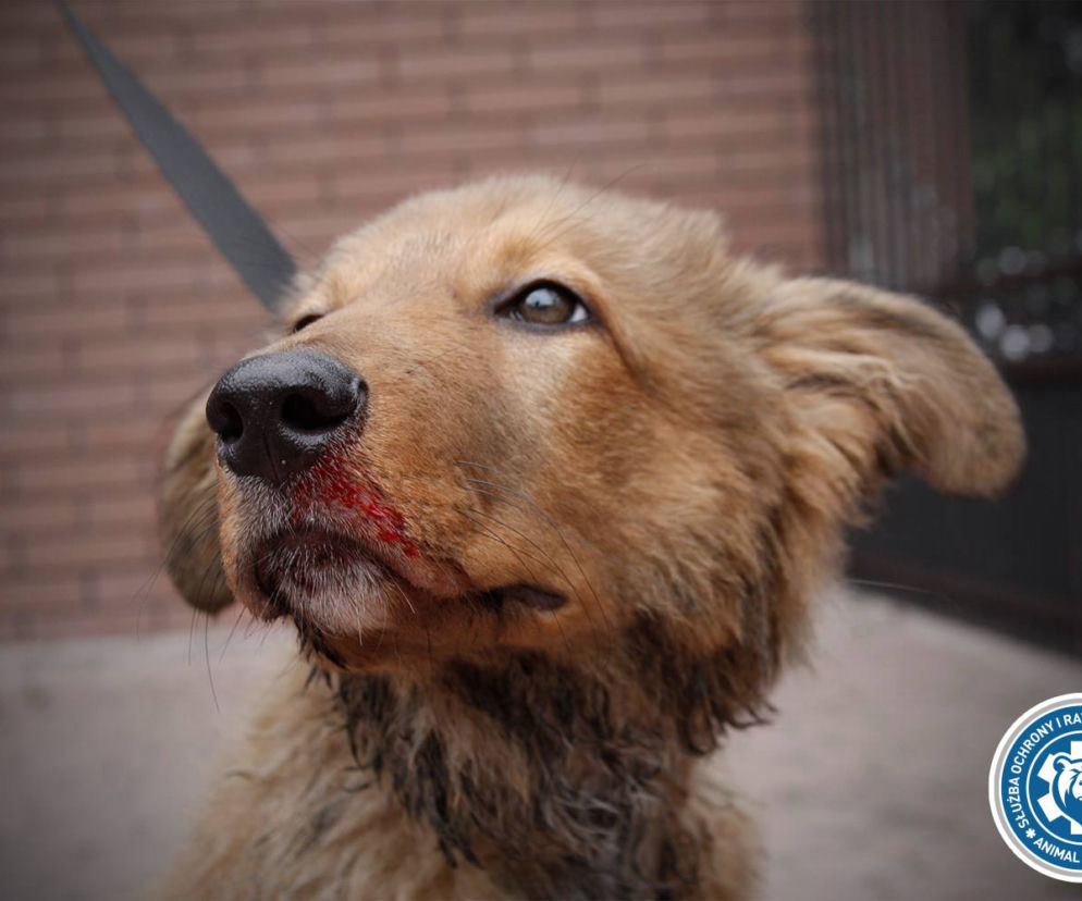 ZNĘCAŁY SIĘ NAD SZCZENIAKIEM