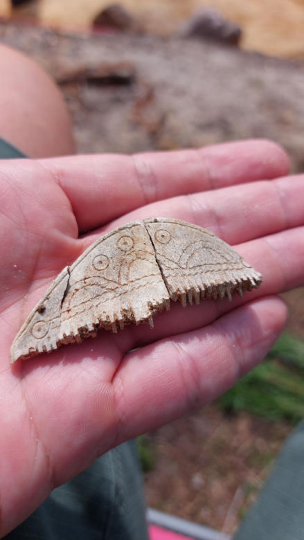 Niezwykłe odkrycie archeologiczne w Osiu pod Świeciem. W lesie jest cmentarzysko starożytnych Gotów