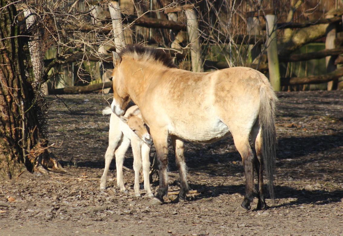  Warszawskie zoo ma nowego mieszkańca. To trzecie dziecko Primy i Larsa
