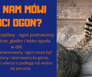 Słownik mowy kociej. Czyli co powienien wiedzieć każdy właścicel kota!