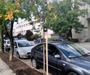  Kolejne drzewa wCOPane w Katowicach! [ZDJĘCIA, WIDEO]