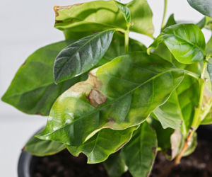 Co robić, gdy brązowieją liście kawy w doniczce?