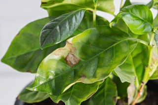 Co robić, gdy brązowieją liście kawy w doniczce? Odpowiada ekspert
