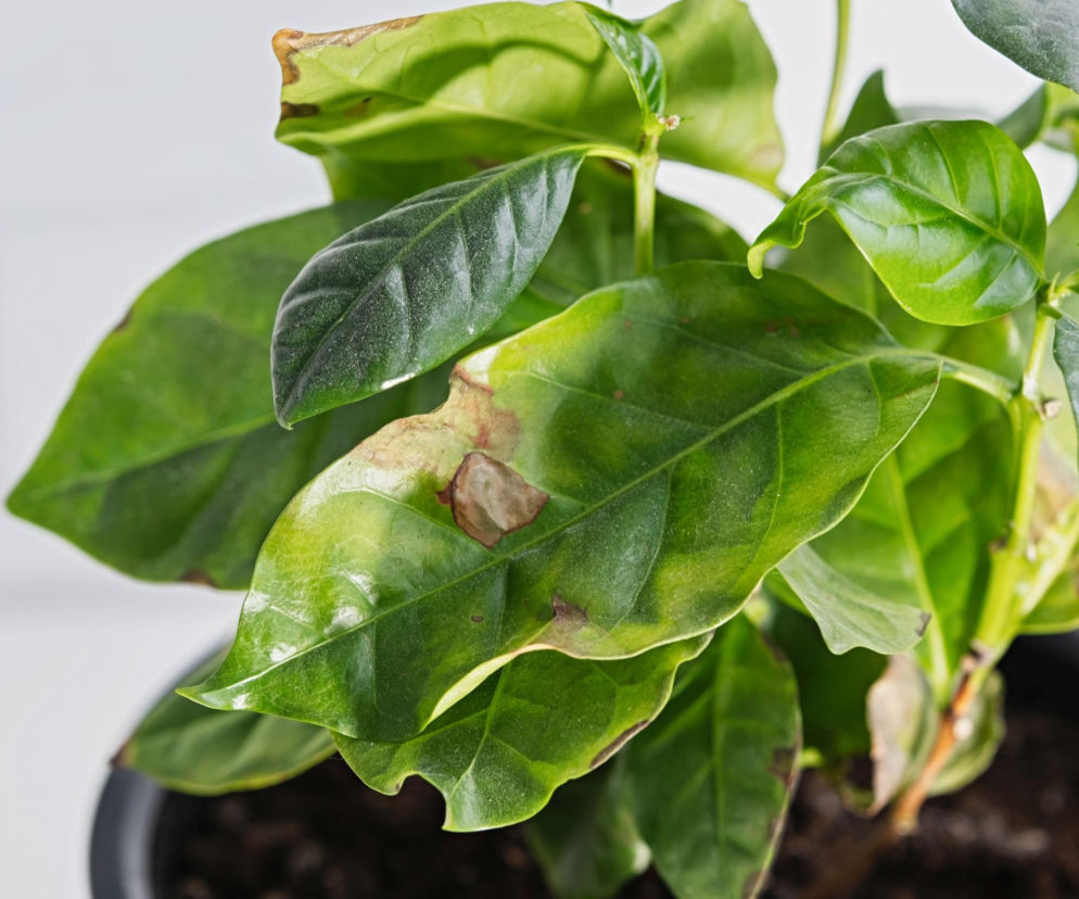 Co robić, gdy brązowieją liście kawy w doniczce?