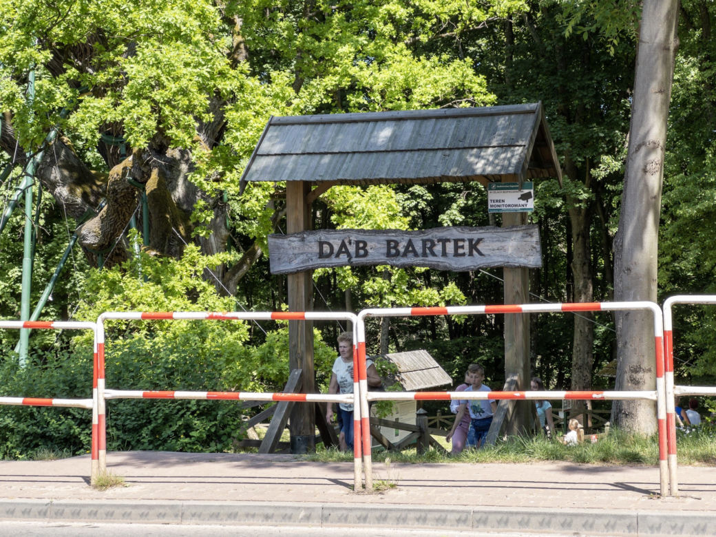 Dąb Bartek w Zagnańsku koło Kielc