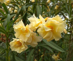 Oleander