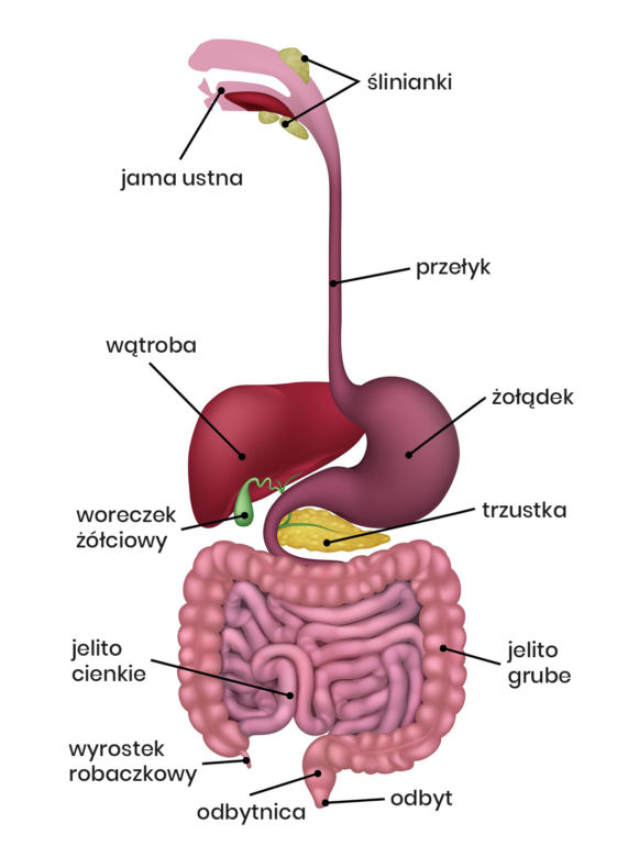 Układ pokarmowy człowieka