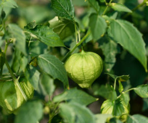 Miechunka pomidorowa