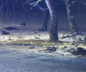 Uciekał seatem przed policją. Gonili go przez dwa powiaty. Zginął na drzewie