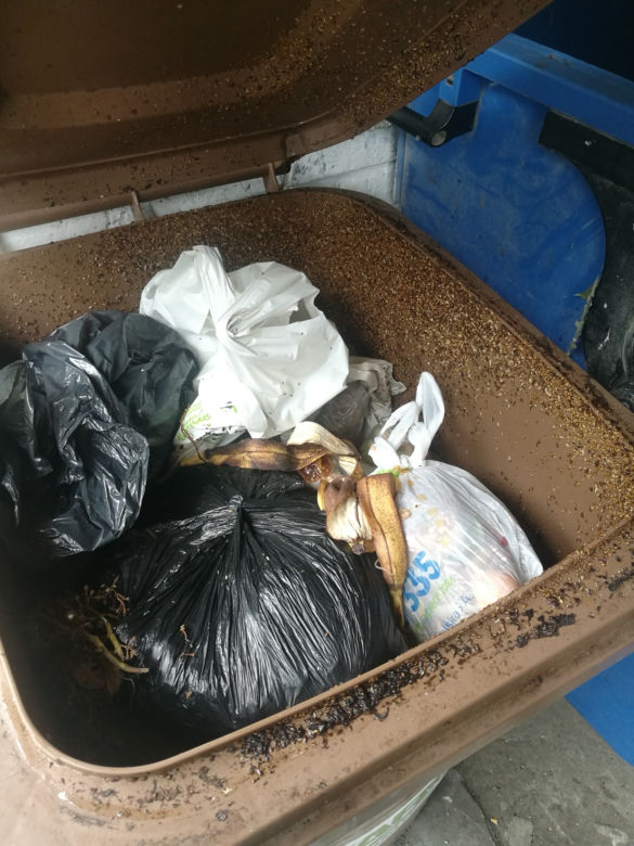 W śmietnikach lęgnie się robactwo