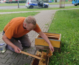 Groza na Ostrobramskiej. Na chodniku leżał ogromny rój pszczół