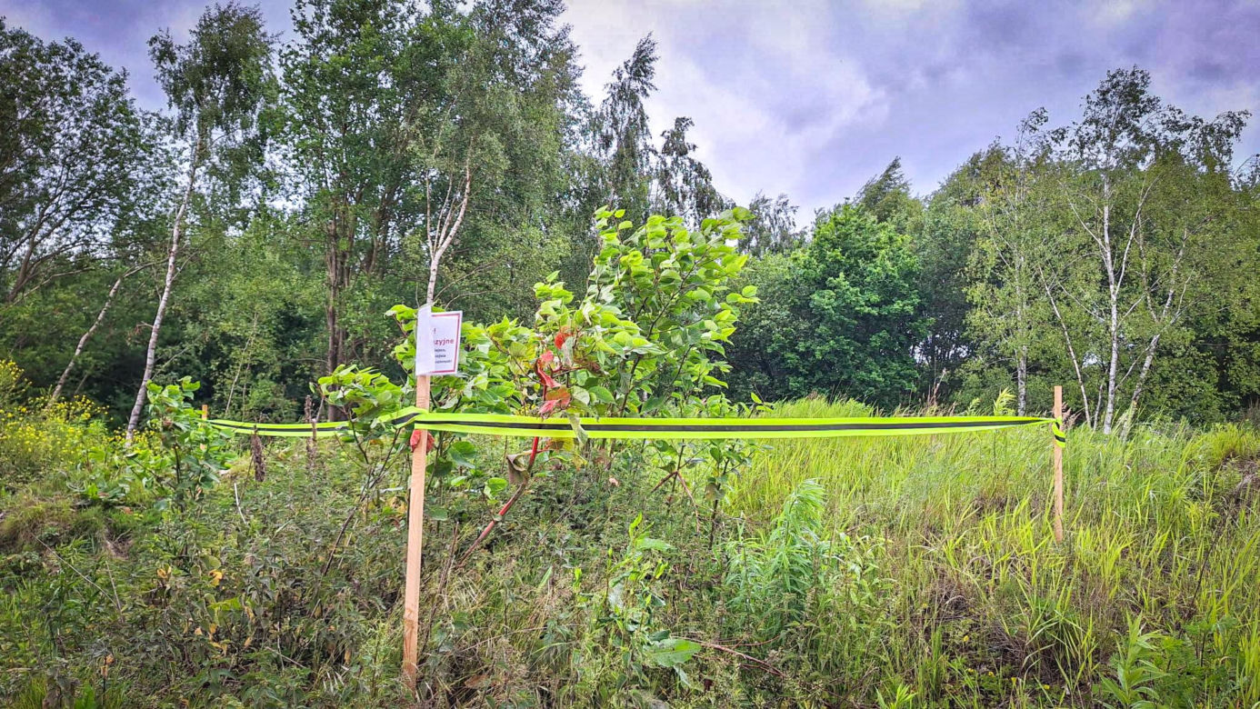 Rdestowiec na budowie Trasy Północnej