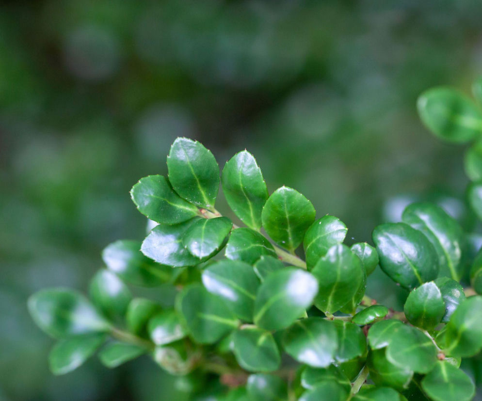 Ostrokrzew karbowanolistny zamiast bukszpanu