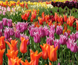 Tulipany liliokształtne