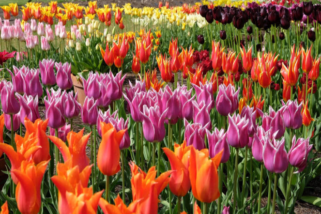 Tulipany liliokształtne