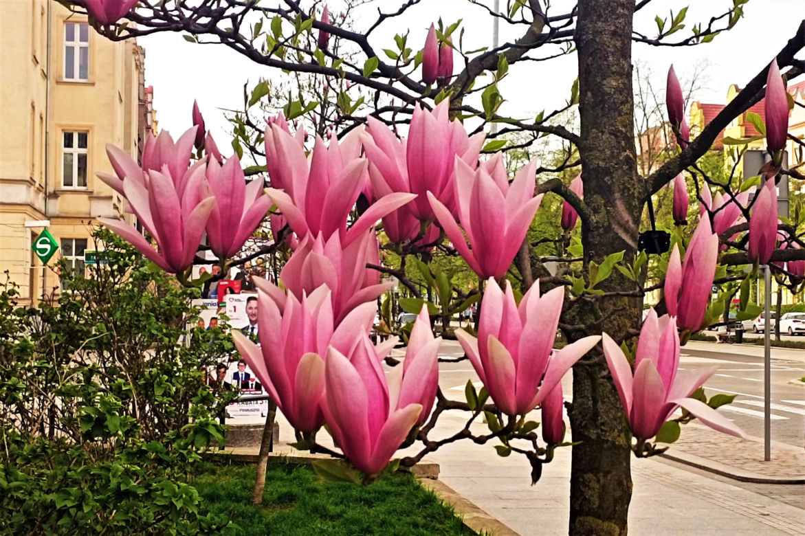 Magnolie w Szczecinie