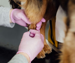 Koniec anonimowości. Obowiązkowe czipowanie psów