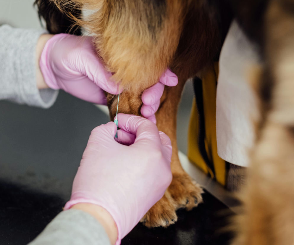 Koniec anonimowości. Obowiązkowe czipowanie psów
