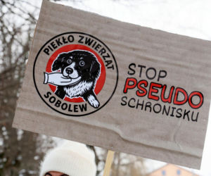 „Maszynka do mielenia mięsa i pałki z krwią”. Kulisy zamknięcia schroniska „Happy Dog”. Co dalej?