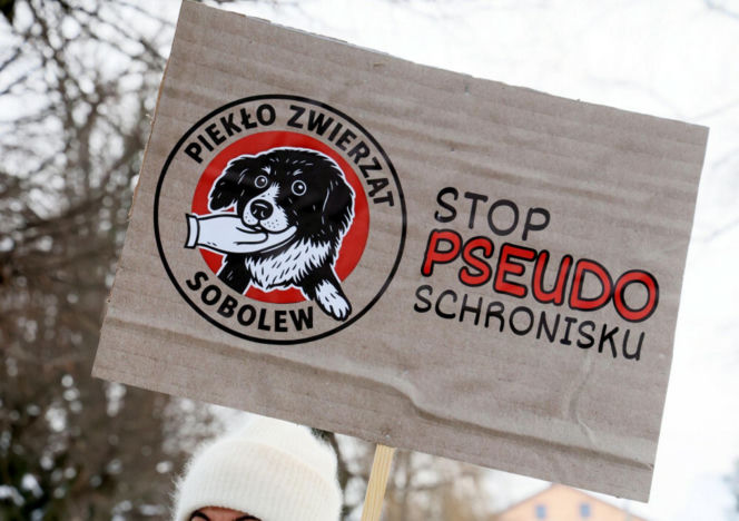 „Maszynka do mielenia mięsa i pałki z krwią”. Kulisy zamknięcia schroniska „Happy Dog”. Co dalej?