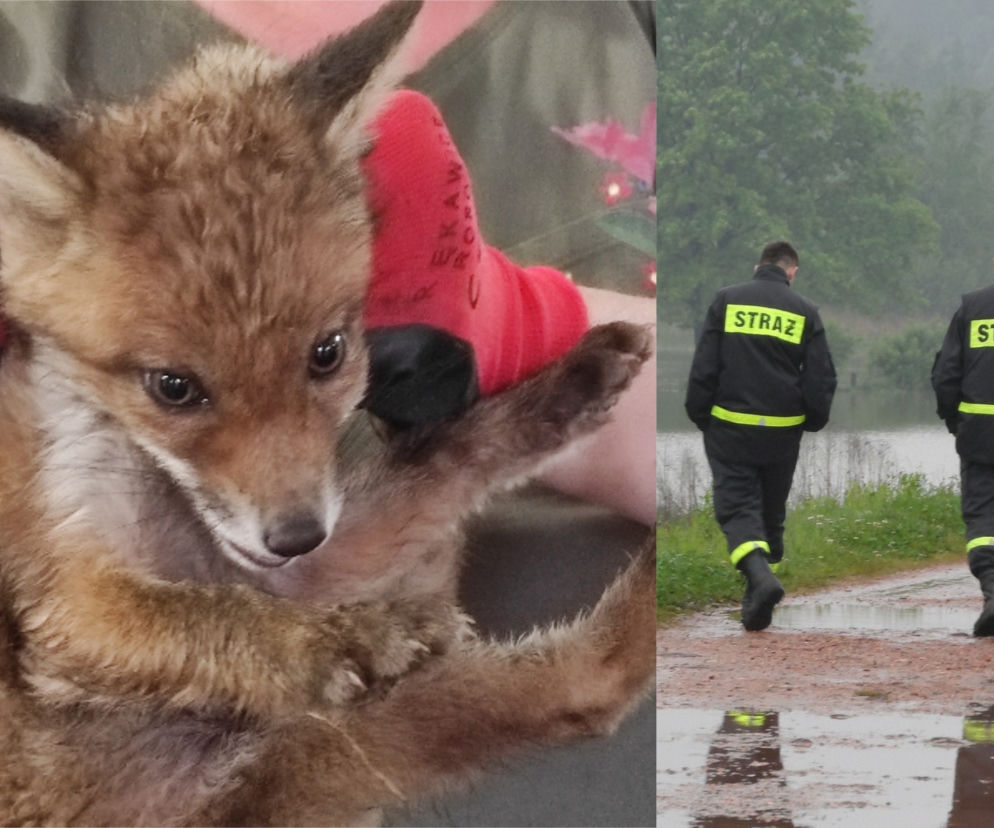 Kujawsko-pomorskie: Malutki lisek topił się w rzece! Pomoc przyszła w ostatniej chwili