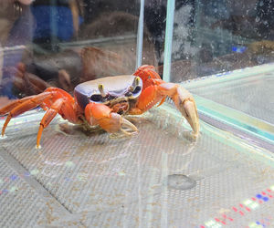 Egzotyczny świat zawitał do Bydgoszczy! Pająki i węże były na wyciągnięcie ręki