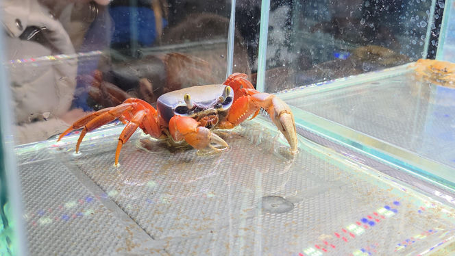 Egzotyczny świat zawitał do Bydgoszczy! Pająki i węże były na wyciągnięcie ręki