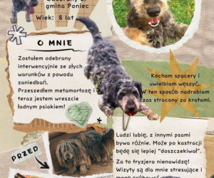Niedziela z czworonogami. Przytulisko dla psów w Poniecu zaprasza na dzień otwarty
