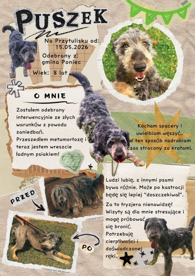 Niedziela z czworonogami. Przytulisko dla psów w Poniecu zaprasza na dzień otwarty