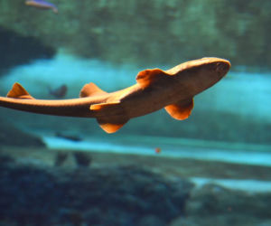 Nowe zwierzęta we wrocławskim zoo