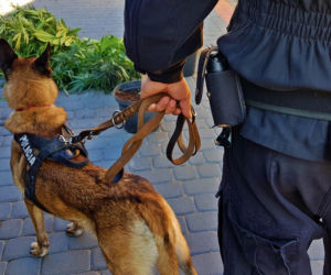 Miał w domu 23 kg konopi! Policja przechwyciła narkotyki o wartości ponad miliona zł [ZDJĘCIA]