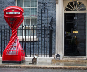 Oto Larry. Chief Mouser to the Gabinet Office