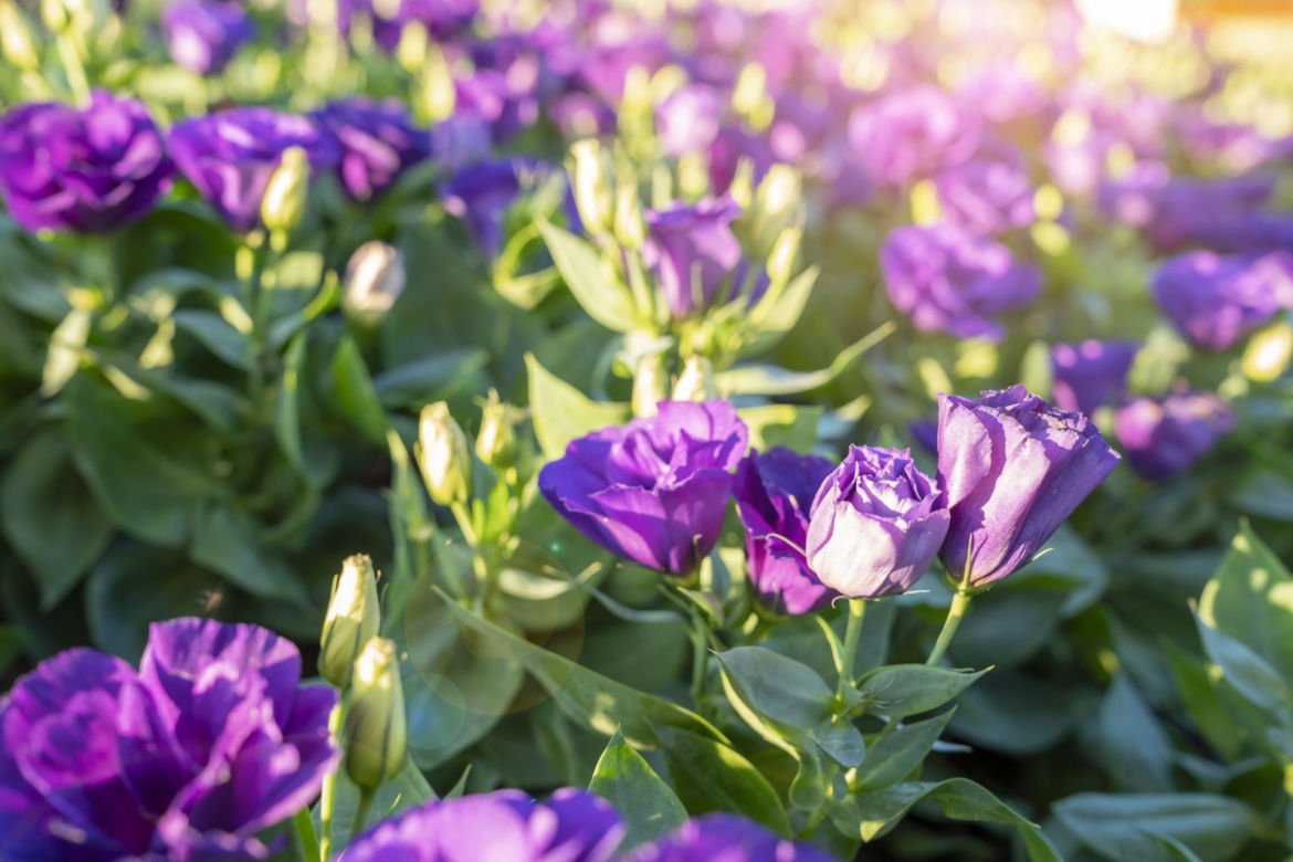 Eustoma