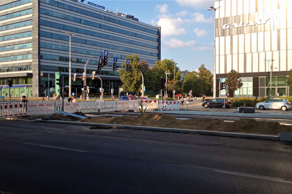W centrum Szczecina wyrosła dorodna... kukurydza!