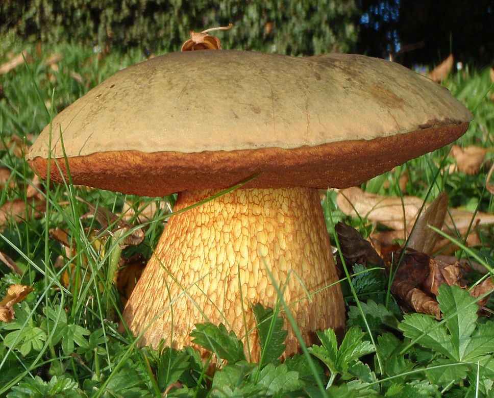 Borowik ponury