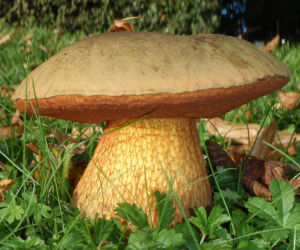 Borowik ponury