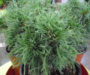 Sosna wejmutka 'Green Twist'