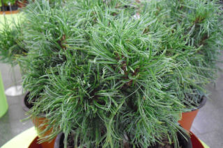 Sosna wejmutka 'Green Twist' = ‘Green Curls’ - Pinus strobus 'Green Twist' = 'Green Curls'