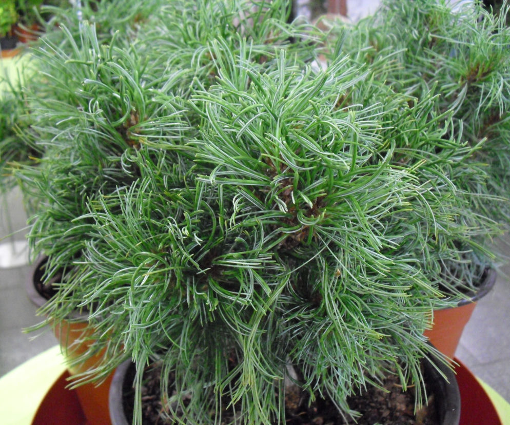 Sosna wejmutka 'Green Twist'