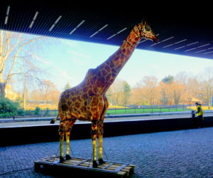 Podświetlone zwierzęta we wrocławskim zoo