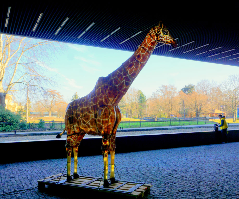Podświetlone zwierzęta we wrocławskim zoo
