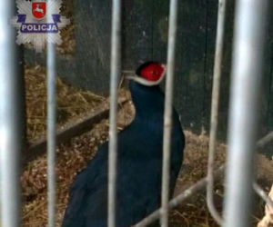 Kradł bażanty, bo chciał mieć własną hodowlę