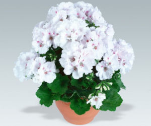 pelargonia