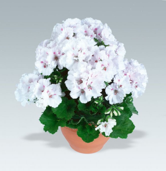 Pelargonie angielskie