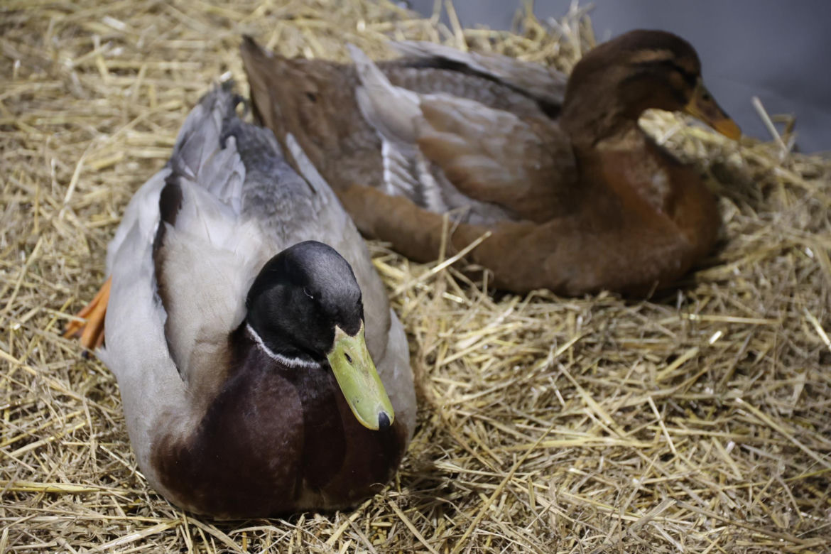 Zoopark 2024 w Lublinie. Można podziwiać wiele gatunków zwierząt