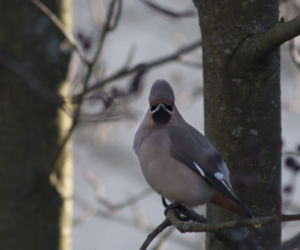 Trwa zimowe dokarmianie ptaków na terenie parków i skwerów w Białymstoku [ZDJĘCIA]