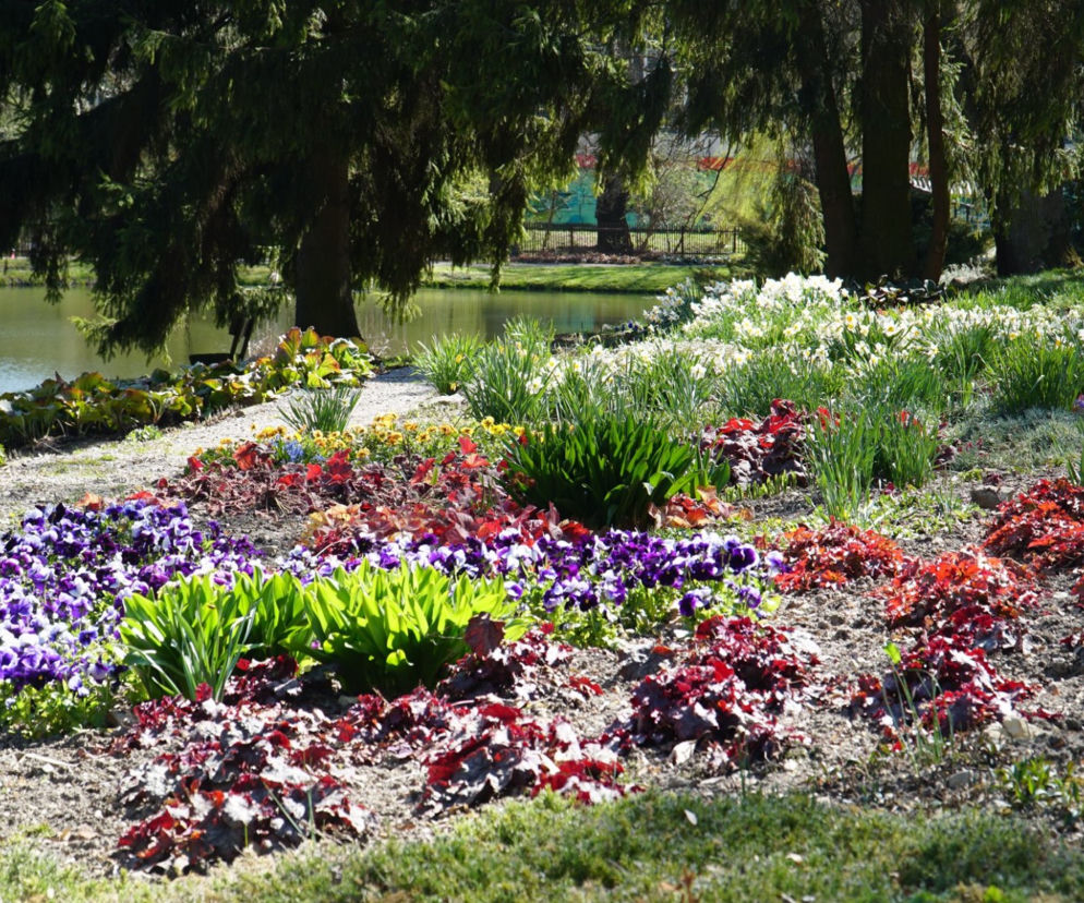 Ogród Botaniczny UMCS w Lublinie zaprasza do zwiedzania - oczywiście przy zachowaniu środków bezpieczeństwa