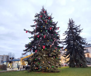 Choinka miejska Siedlce